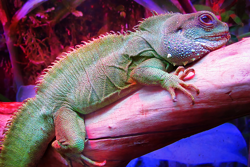 A large herbivorous lizard of the iguana family, leading an arboreal lifestyle during the day. It inhabits Central and South America. The original natural range covers a large area from Mexico southward to southern Brazil and Paraguay, as well as the islands of the Caribbean Sea. Lizard on the branch