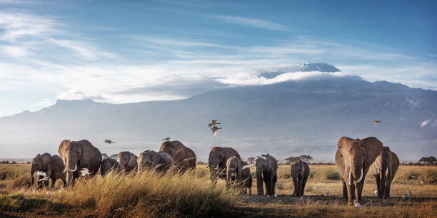 Large Herd of African Elephants in Front of Kilimanjaro Large family herd of African elephants walking in front of Mount Kilimanjaro in Amboseli, Kenya Africa mt kilimanjaro photos stock pictures, royalty-free photos & images