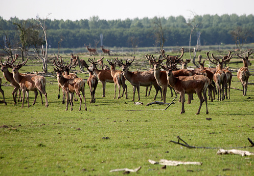 A large herd of wild red deer in the Oostvaardersplassen.