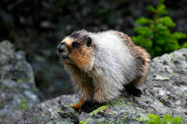 Large Hoary Marmot in the Mountains of Yoho National Park stock photo