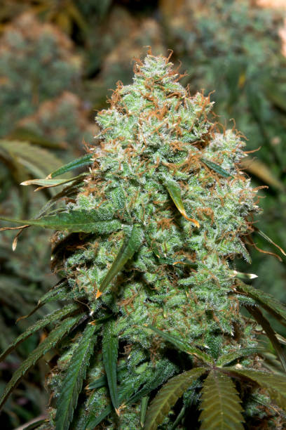 Large indoor legally grown medical recreational marijuana cannabis flower bud stock photo