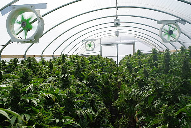 large legal marijuana commercial grade greenhouse cannabis indica plants - kas bouwwerk stockfoto's en -beelden