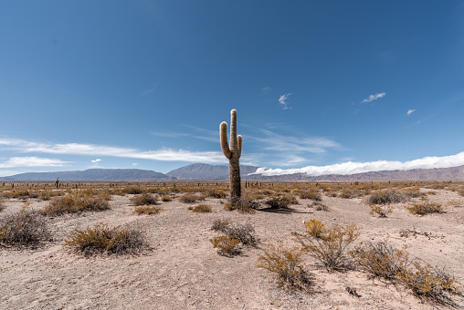 large lonely cactus in arid landscape in Argentina