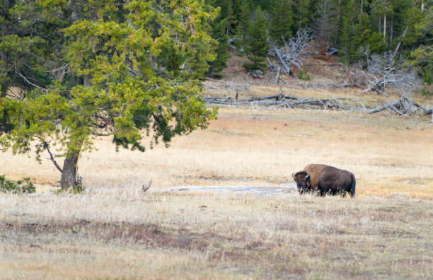 a large male bison in yellowstone national park in autumn, usa. - buffalo stok fotoğraflar ve resimler