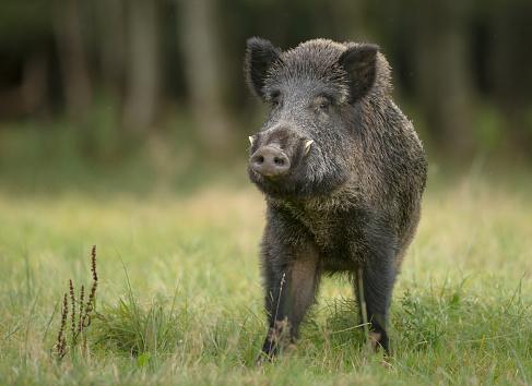 A large boar stops, cautiously sniffing the air