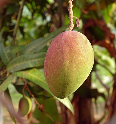 A semi ripe mango fruit of the Irwin cultivar hangs from a tree