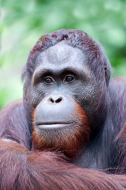 large mature male Orangutan sits in sunshine stock photo