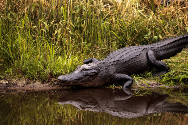 Large menacing American alligator Alligator mississippiensis stock photo