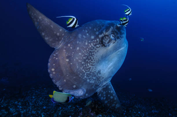 Large Mola Mola Sunfish at Cleaning Station in Bali Large Mola Mola Sunfish at Cleaning Station in Bali aqualung diving equipment photos stock pictures, royalty-free photos & images