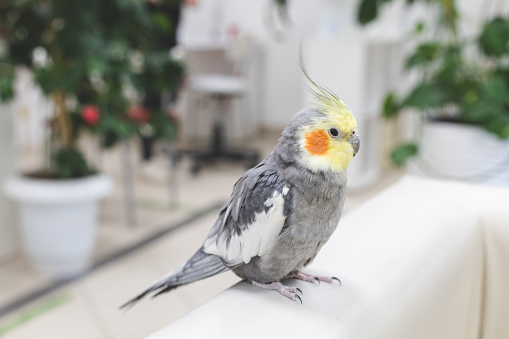 cockatiel parrot