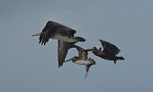 istock Large Pelican in Flight Over Tropical Waters 1315905129
