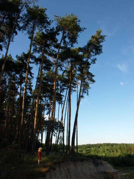 Photo of Large pine tree near near the cliff, A human to compare
