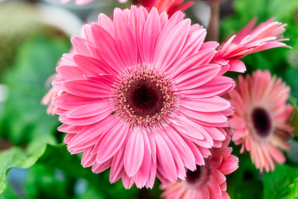 Large Pink Gerbera Flower, Directly Above stock photo