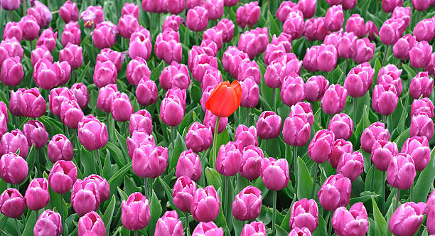 Large plant tulip stock photo