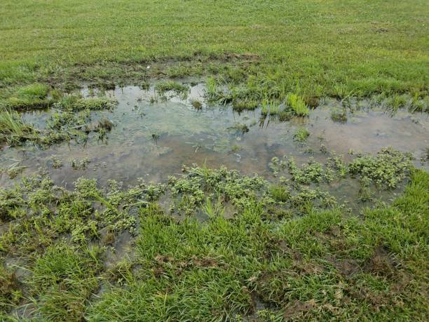 large puddle on flooded green grass stock photo