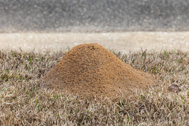 Large red ant pile in the grass in the yard in the winter stock photo