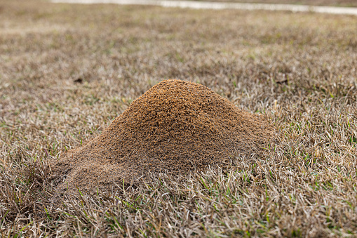 Large red fire ant pile in the grass in the yard in the winter.