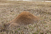istock Large red ant pile in the grass in the yard in the winter 1382441284