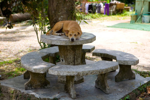 A large red dog in a collar sleeps on a stone table. stock photo