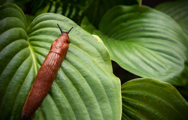 A large roadside slug is crawling along the hosta leaf stock photo
