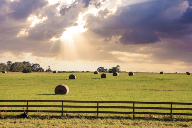 Large rolled hay bales sit in an open field stock photo