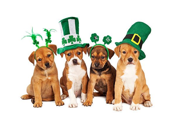 Large St Patricks Day Dog stock photo