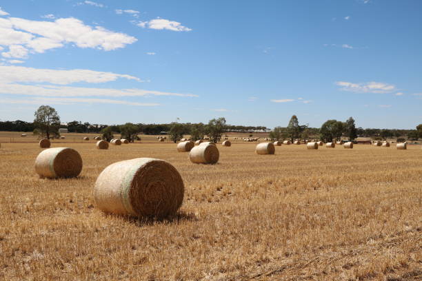 Large straw bales after wheat harvest in Australia, Wheatbelt region in Western Australia stock photo