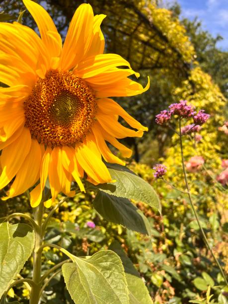 A large sunflower in the garden. stock photo
