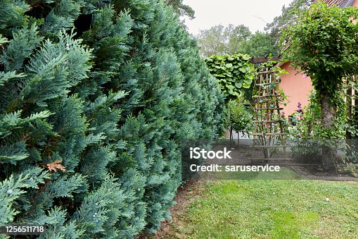 istock Large thuja hedge 1256511718