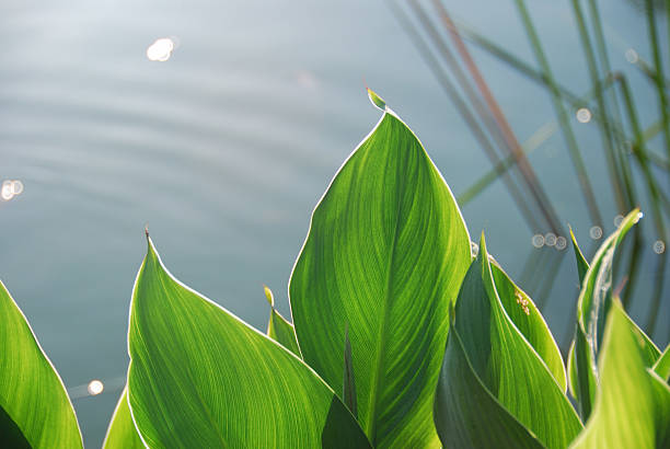 Large tropical leaves with a pond in the background stock photo
