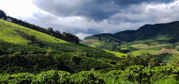 large valleys with coffee plantations - cafe brasil imagens e fotografias de stock