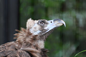 istock Large Vulture Bird with a Hooked Beak 1311782266