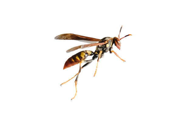 grote wesp (hornet) op een witte achtergrond (gevonden in noord-peru) - wespen stockfoto's en -beelden