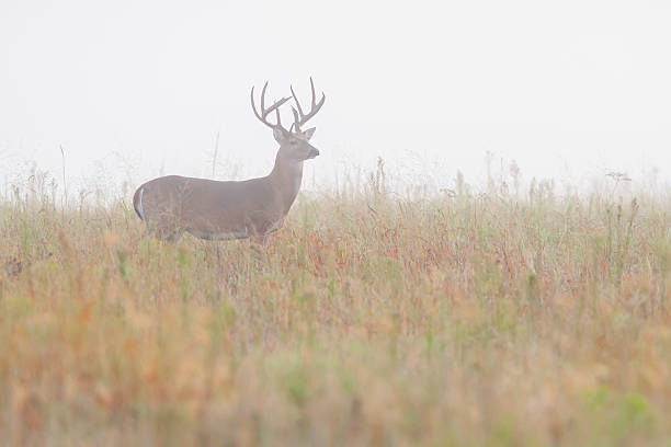 large whitetail deer buck in fog, wichita mountains, oklahoma - whitetail bildbanksfoton och bilder