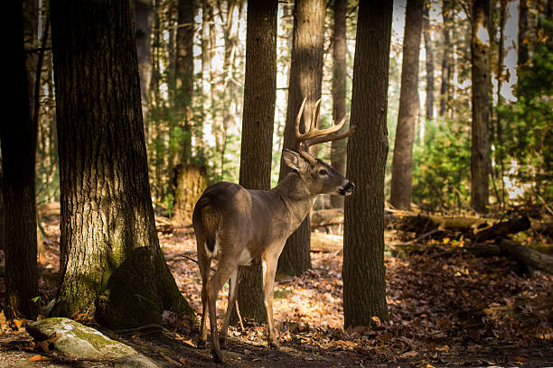 large white-tailed deer buck in woods - whitetail bildbanksfoton och bilder