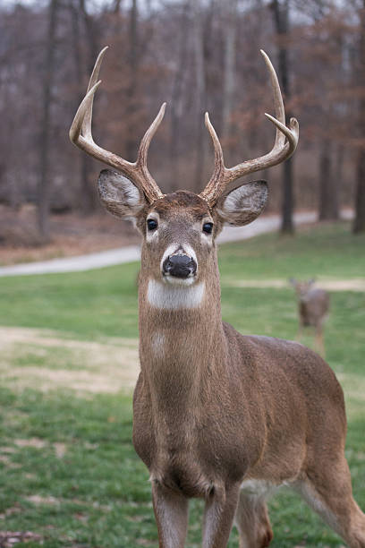 large white-tailed deer buck - whitetail bildbanksfoton och bilder