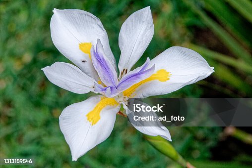 istock Large Wild Iris in Antigua - Guatemala 1313159546