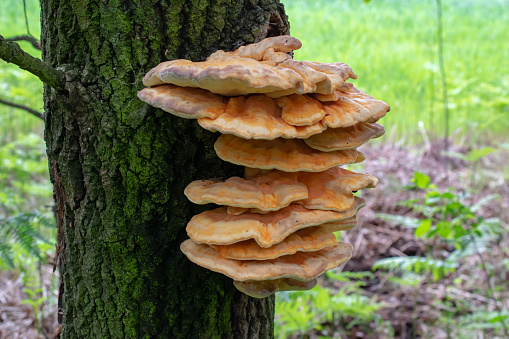 large yellow fungus on a tree, hub