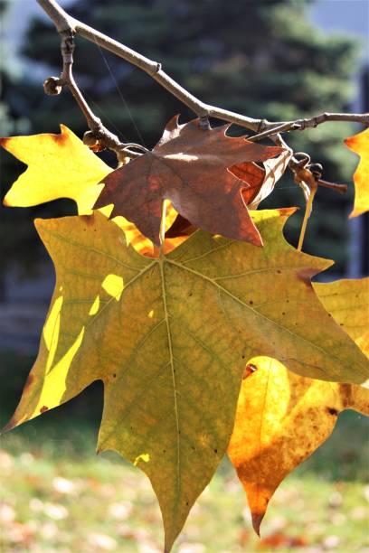 large yellow maple leaf stock photo