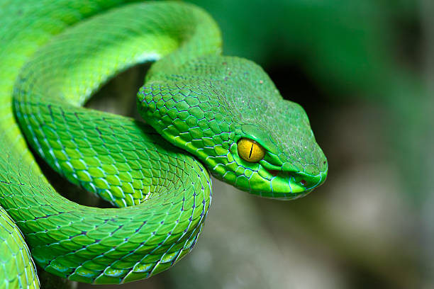 Large-eyed Green Pitviper stock photo