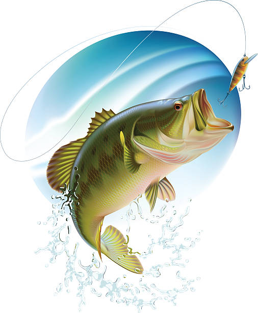 Largemouth bass catching a bite Largemouth bass is catching a bite and jumping in water spray. Layered vector illustration. bass fish jumping stock pictures, royalty-free photos & images