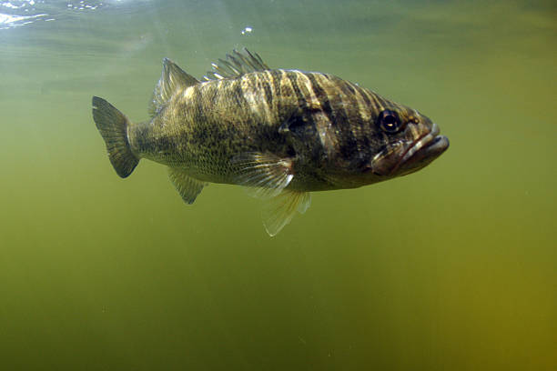 Largemouth bass fish stock photo