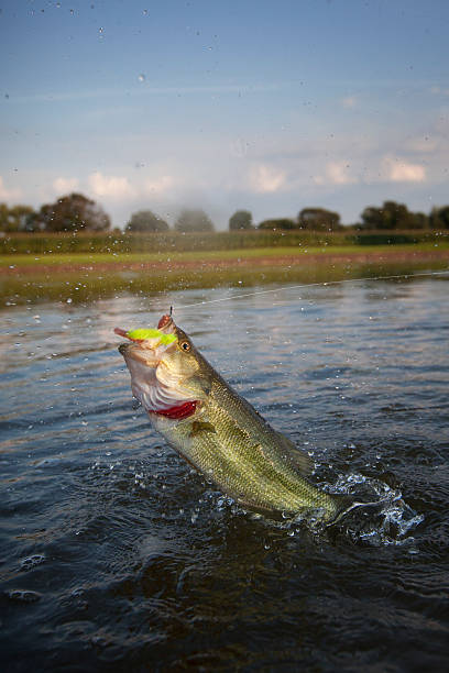 Largemouth Bass Jumping Across the Water Largemouth Bass Jumping out of the Water.  Slight amount of motion blur near head of fish. bass fish jumping stock pictures, royalty-free photos & images