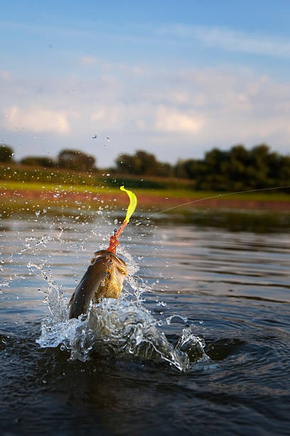 Largemouth Bass Jumping Largemouth Bass Jumping out of the Water. bass fish jumping stock pictures, royalty-free photos & images
