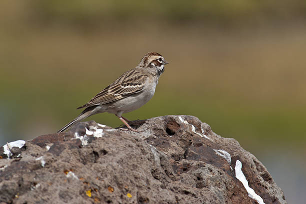 Lark Sparrow Standing on a Rock The Lark Sparrow (Chondestes grammacus) is a fairly large North American sparrow and member of the genus Chondestes. This songbird breeds in southern Canada, much of the United States, and northern Mexico. The lark sparrow adult has a dark-streaked brown back, and white underparts except for a dark central spot. Juveniles are duller, and the underparts are streaked. Lark sparrows forage on the ground or in low bushes, eating seeds, but also insects in the breeding season. The breeding habitat is a variety of open areas including grasslands and cultivated areas. Lark sparrows nest on the ground, laying their eggs in a grass cup nest in grass or other vegetation. This lark sparrow was photographed while standing on a rock at Buffalo Park in Flagstaff, Arizona, USA. jeff goulden sparrow stock pictures, royalty-free photos & images