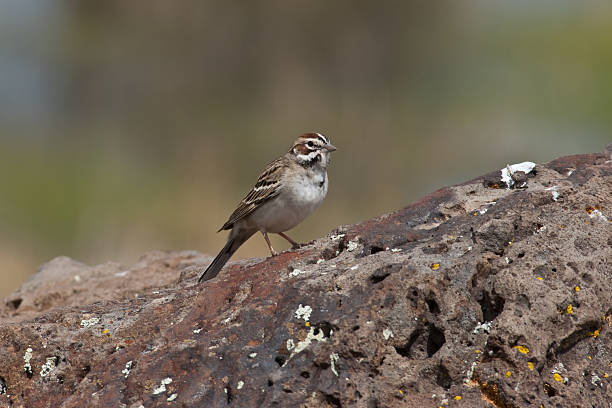 Lark Sparrow Standing on a Rock The Lark Sparrow (Chondestes grammacus) is a fairly large North American sparrow and member of the genus Chondestes. This songbird breeds in southern Canada, much of the United States, and northern Mexico. The lark sparrow adult has a dark-streaked brown back, and white underparts except for a dark central spot. Juveniles are duller, and the underparts are streaked. Lark sparrows forage on the ground or in low bushes, eating seeds, but also insects in the breeding season. The breeding habitat is a variety of open areas including grasslands and cultivated areas. Lark sparrows nest on the ground, laying their eggs in a grass cup nest in grass or other vegetation. This lark sparrow was photographed while standing on a rock at Buffalo Park in Flagstaff, Arizona, USA. jeff goulden sparrow stock pictures, royalty-free photos & images