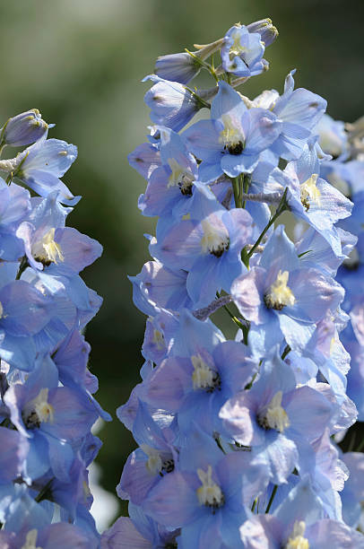 Larkspur Stock Photos, Pictures & Royalty-Free Images - iStock