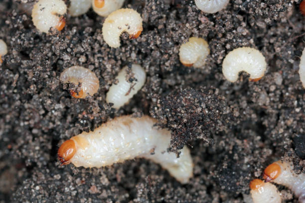 Larvae of Otiorhynchus (sometimes Otiorrhynchus) on soil. Many of them e.i. black vine weevil (O. sulcatus) or strawberry root weevil (O. ovatus) are important pest of plants. stock photo