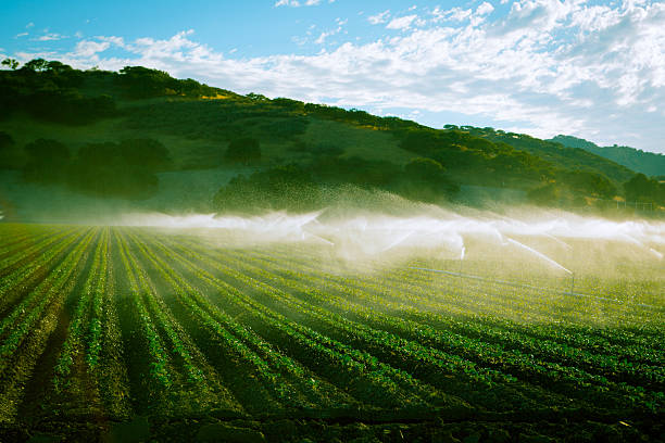 Late afternoon toned photo of California farm with irrigation stock photo