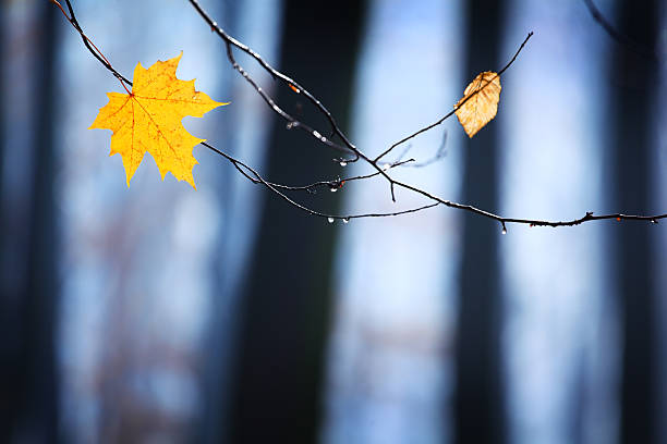 Late Autumn - Early Winter. Fall Leaves against Frosty Background stock photo